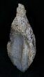 Unerupted Triceratops Tooth - Montana #13015-1
